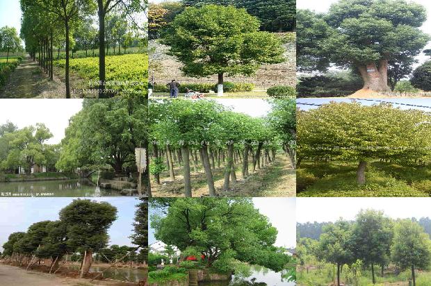 香樟树价格1674088460877