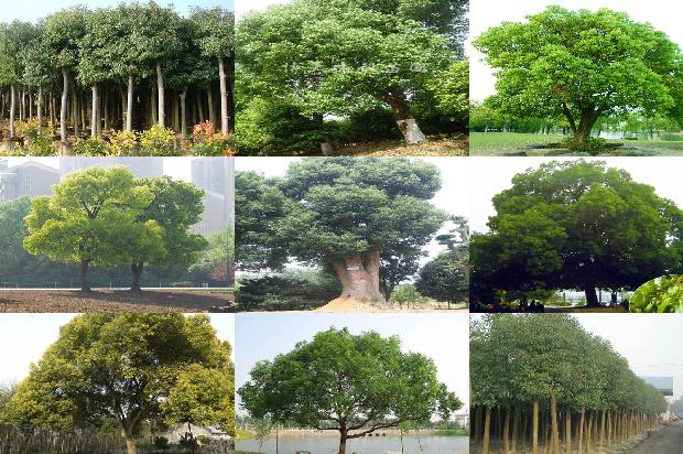 香樟树芳芳1674089060167