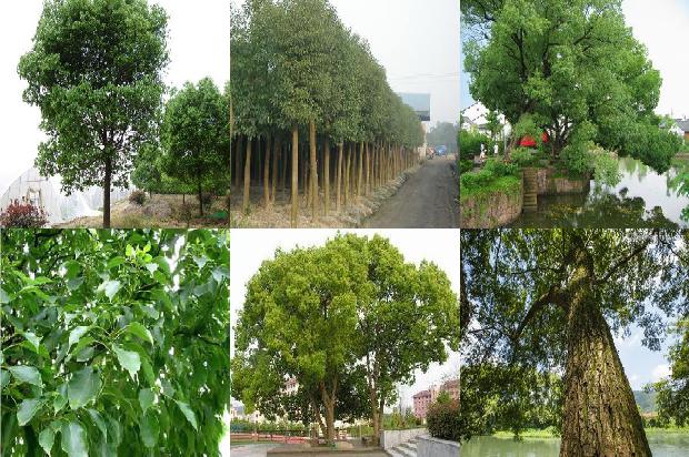 香樟树什么科1674260074256