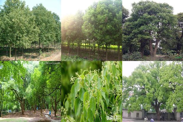 香樟树什么味1674260198264