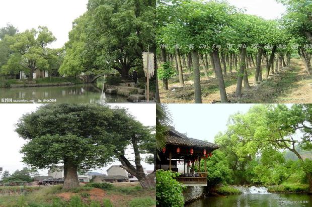 香樟树剪枝1674260377712