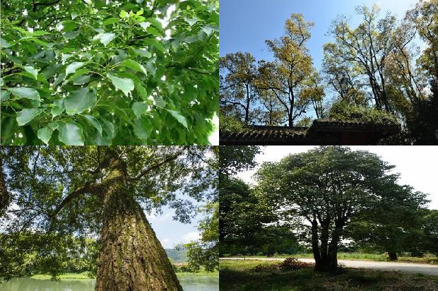 香樟树剪枝1674260377724