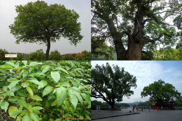 香樟树象征1674260448946