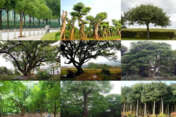 香樟树落叶1674260943091