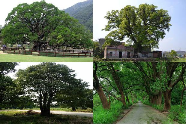 香樟树5公分1674261005359