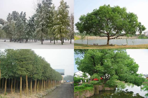 香樟树5公分1674261005378
