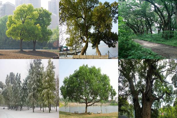 香樟树怎么识别1674261317581