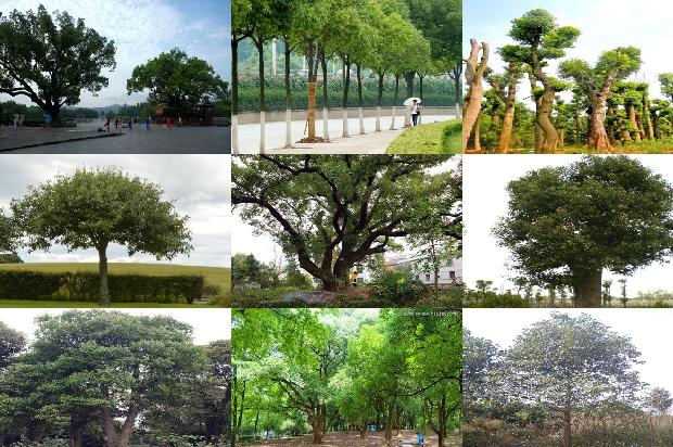 香樟树林芝1674346856505