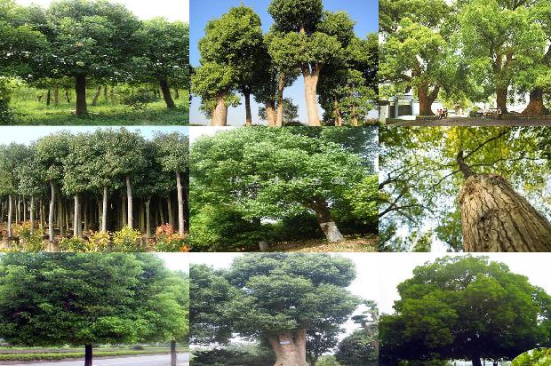香樟树驱蚊1674520550625