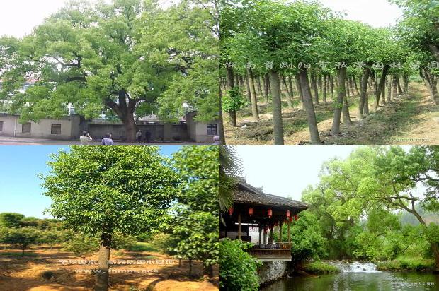 香樟树结局1674606173942