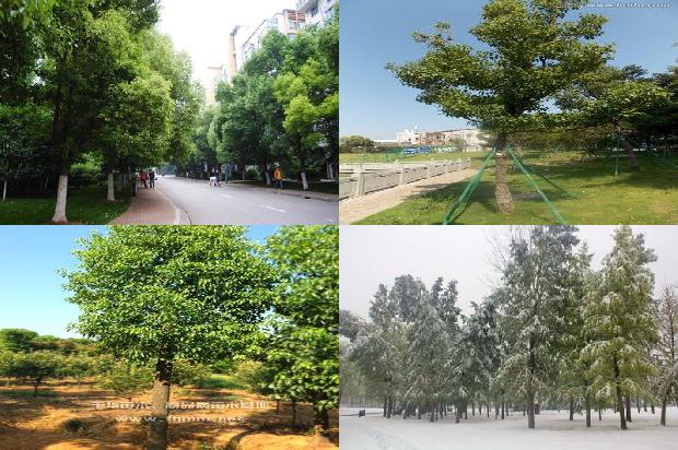 香樟树是什么木材1674606380290