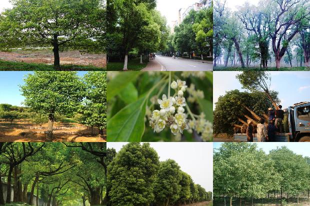 江苏香樟树新材料有限公司1674606989367