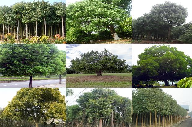 江苏香樟树新材料有限公司1674606989373