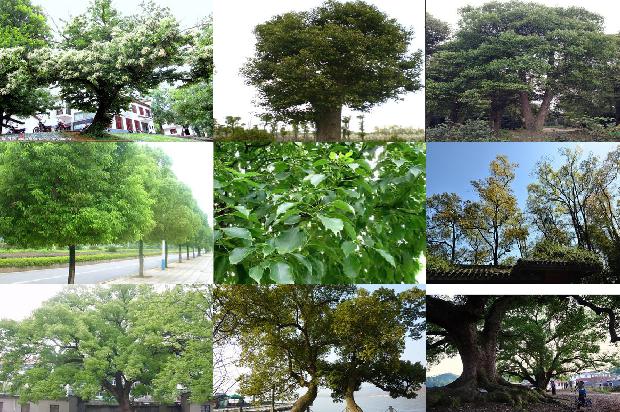 香樟树分布1674607646438