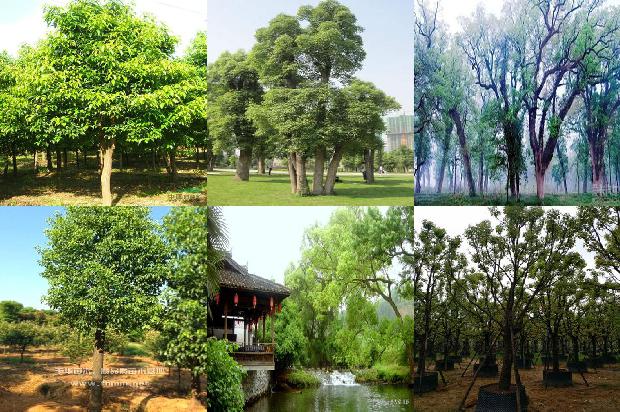 香樟树原产地1674692885132