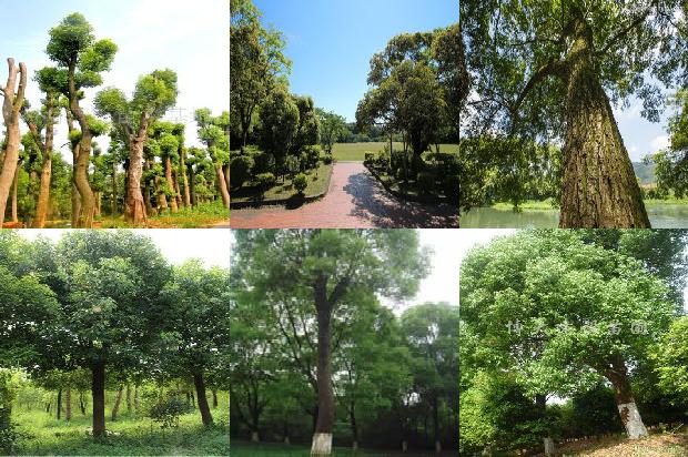 红叶香樟树1674693002085