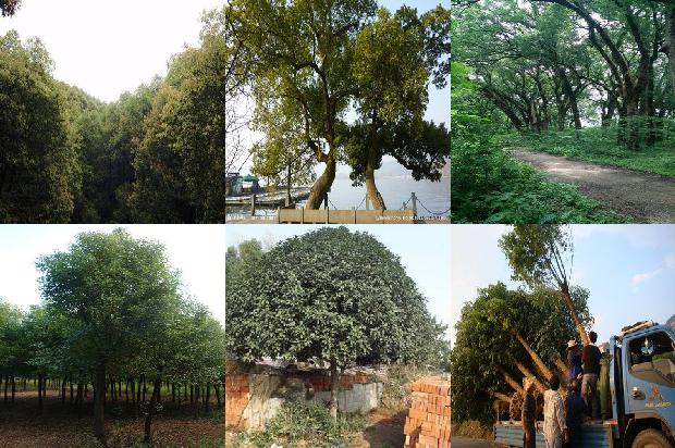 云南香樟树基地1674778325482