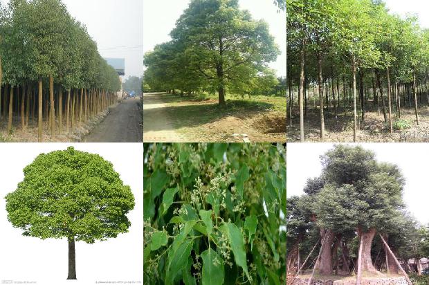 香樟树花的颜色1674778902611