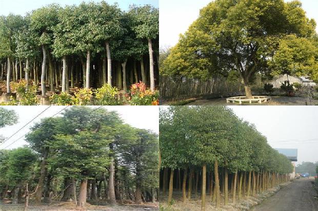 香樟树如何种植1674779109085