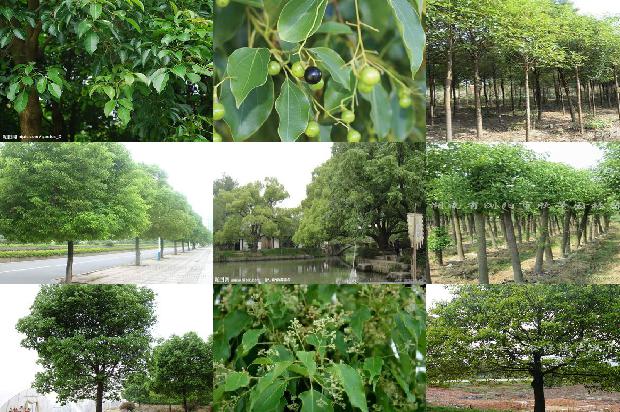 香樟树如何种植1674779109097