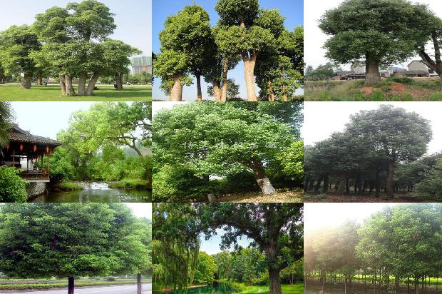 香樟树开花吗1674865522927