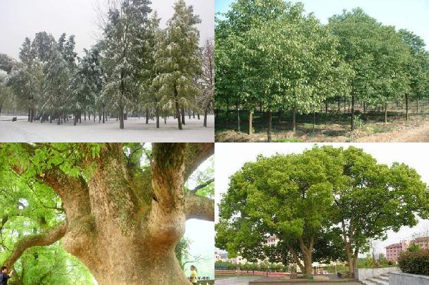 香樟树什么样子的1674865685678