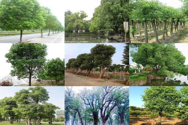广东香樟树基地1674866156423