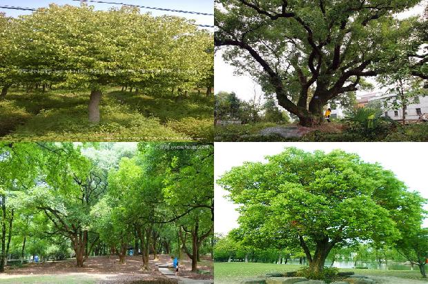 广东香樟树基地1674866156430