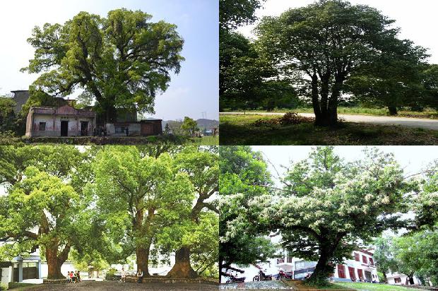 香樟树四季1674952027590