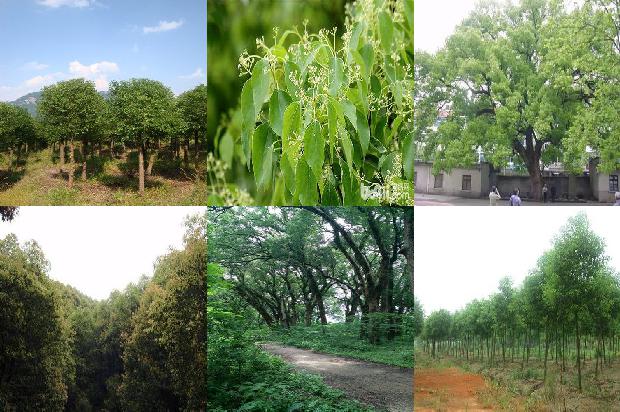 香樟树夏天的特点1674952606805