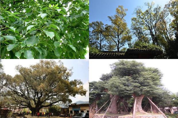 香樟树别墅1675124402691