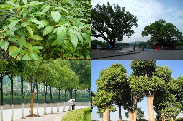 香,香樟树1675125828981