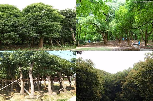 香樟树价1675210499878