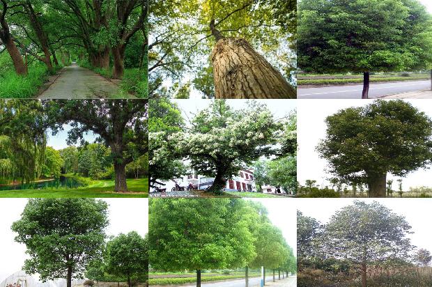 铜陵香樟树1675210853807