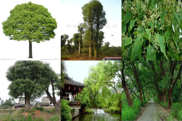 香樟树树叶的特点1675211066682