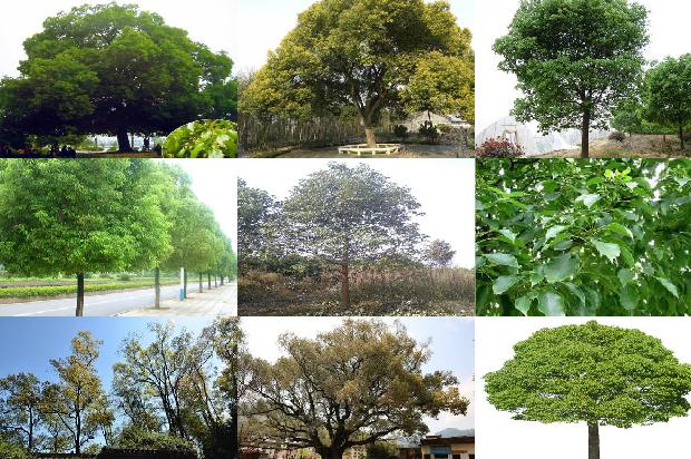 香樟树的种植1675211305845