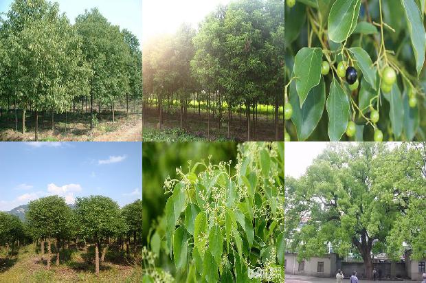 收香樟树木材1675211616996