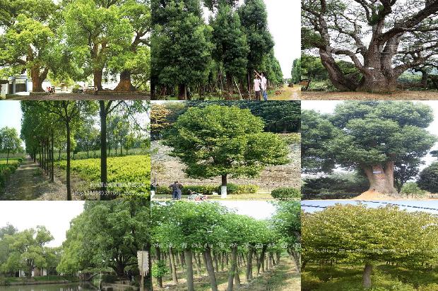 黄樟树和香樟树区别1675212184349