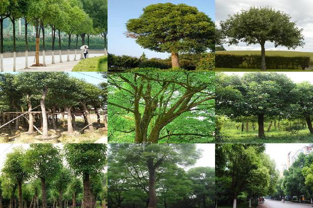香樟树代表什么1675297024224