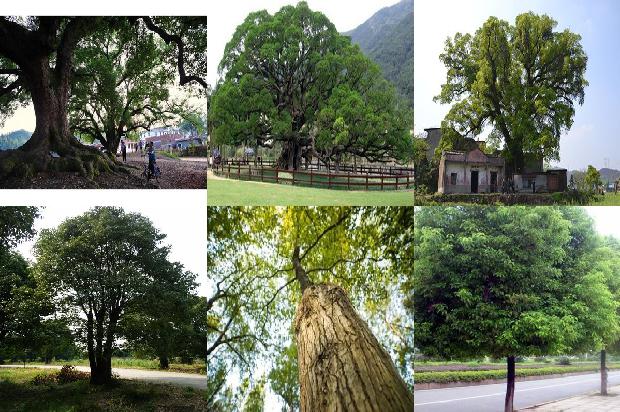 香樟树代表什么1675297024242