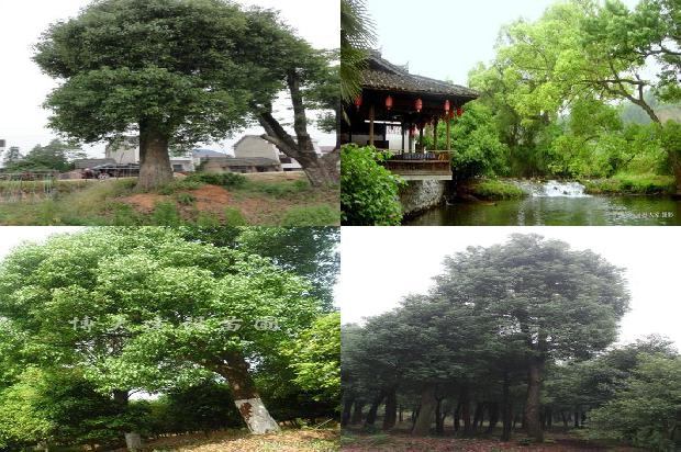 香樟树岩棉1675297117816
