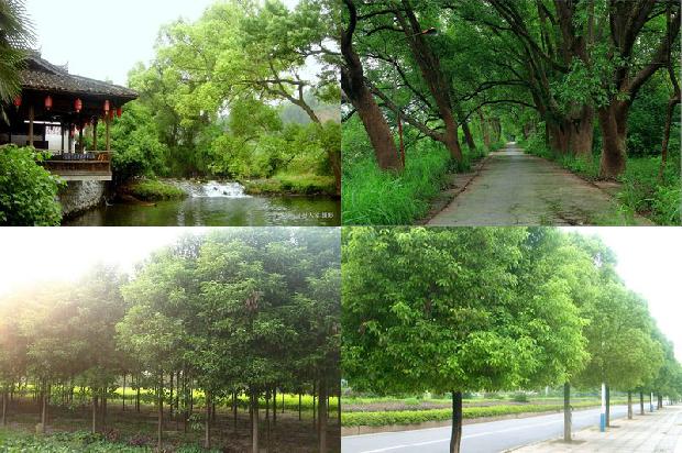 安徽香樟树基地1675297183913
