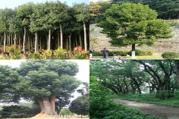 安徽香樟树基地1675297183919