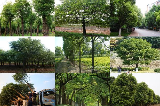 香樟树的价格市场行情1675297495342