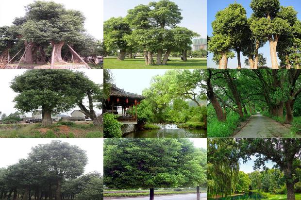 香樟树芽1675384453340