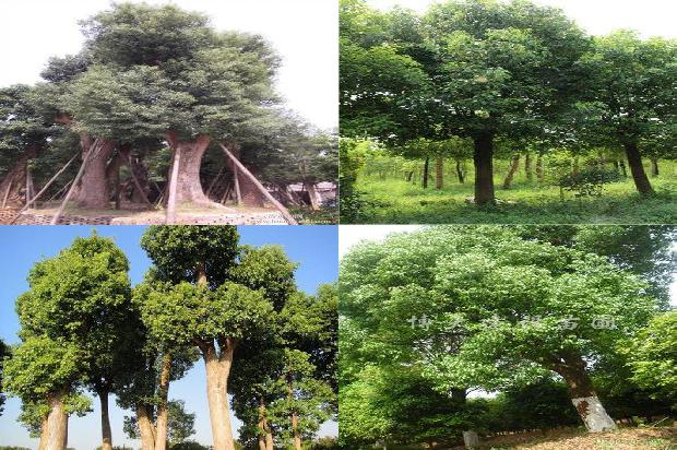 香樟树241675493998132