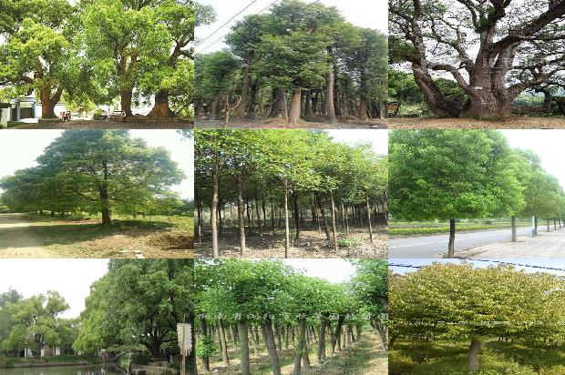 香樟树花有什么作用1675494960938