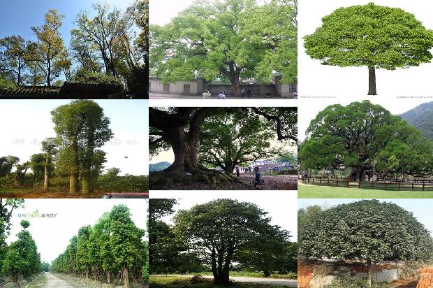 种植香樟树1675581159486