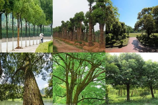 种植香樟树1675581159492
