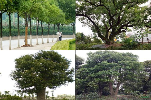 香樟树植物1675581748224